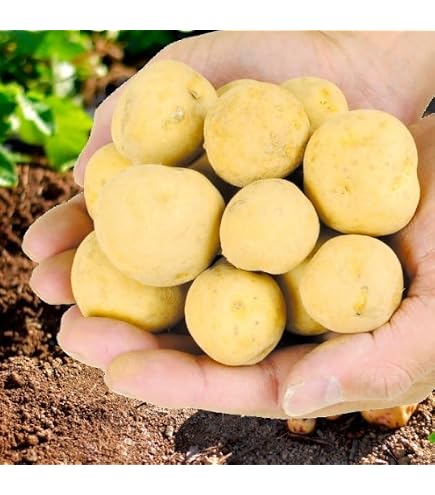 Amazon.co.jp: 種じゃがいも 普賢丸 ふげんまる 約500g※大小ミックス