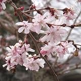桜 苗木 四季桜 12cmポット苗 しきざくら さくら 苗 サクラ