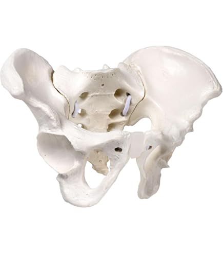 Amazon | 3B社 脊椎骨模型 椎骨24個セット (a793) | 3B社 | 人体模型