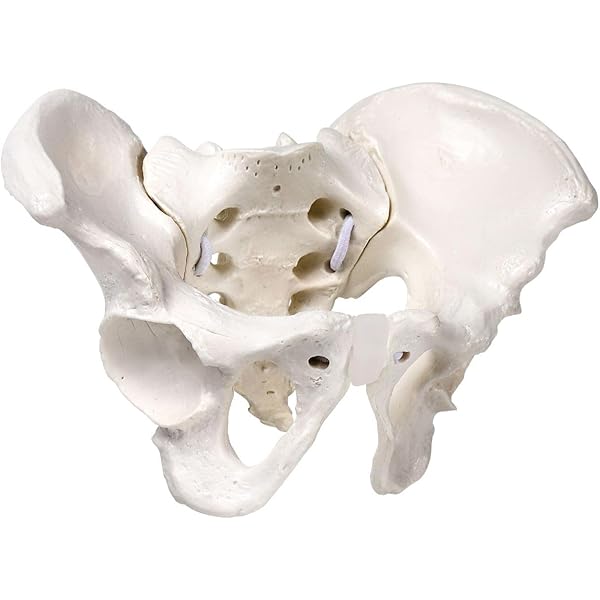 運動器リハビリテーションの機能評価Ⅱ 原著第7版 | David J. Magee