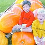 国華園　実生野菜苗　カボチャ F1アトランティックジャイアント 6株【※発送が国華園からの場合のみ正規品です】