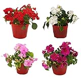 花市場直送便 花苗 インパチェンス MIX 24入