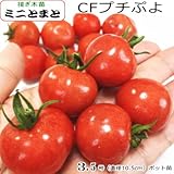 ミニトマト 苗 ＣＦプチぷよ トマト (接ぎ木苗)