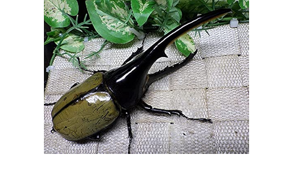 Amazon ヘラクレスヘラクレスオオカブト 生体 148ミリa 新成虫単品 山陽オオクワ倶楽部 昆虫 通販