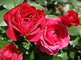 【バラ苗】 レッドレオナルドダビンチ （FL) 国産苗 大苗 6号ポット 四季咲き 赤色 強健 【京成バラ】