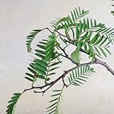 タマリンド苗　実生苗(小)