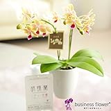 胡蝶蘭ミディ　ファレノBOX（黄赤系）　＜就任祝い　昇進祝い　昇任祝いに＞