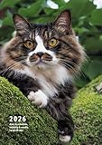 2026 岩合光昭 ねこ手帳