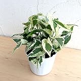 ポトス：エクセレント3号ポット 2株セット