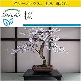 SAFLAX - 鉢植えセット - 桜 - 30 個の種。- ミニプラスチックグリーンハウス、鉢植え用土壌、鉢×2個を含みます - Prunus serulata