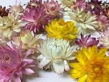 ドライフラワー花材,天然素材 ヘリクリサム（カイガラソウ）27輪入（サイズアソート）【花科学プレミアム】 (お楽しみカラーアソート)