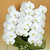 【胡蝶蘭専門店はなやか】胡蝶蘭 白大輪 3本立ち 36輪以上 生花 生産直売 ※ラッピング、札は『ギフト設定』をしてください
