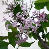 ライラック：桃源（とうげん）5号ポット[桃花] ノーブランド品