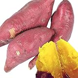 国華園　さつまいも苗イモヅル　ハロウィンスイートPイモヅル　25本【※発送が国華園からの場合のみ正規品です】