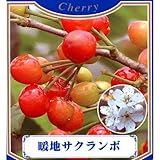 果樹苗 サクランボ 暖地桜桃 ( だんちさくらんぼ ) 1年生苗