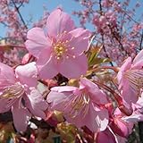 桜 苗木 河津桜 12cmポット苗 かわづざくら さくら 苗 サクラ