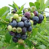 ブルーベリー苗木　ハーバード＜ハイブッシュ系＞