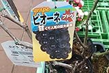 【果樹苗】【接木】　ぶどう　ピオーネ　1年生　【送料込価格】