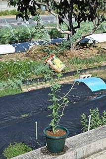 Amazon ミモザアカシア 植木