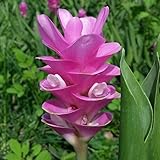 国華園　春植え球根 クルクマ ピンクコーデータ 3球【※発送が国華園からの場合のみ正規品です】