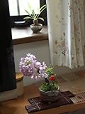 桜盆栽　と長寿梅の寄せ植え盆栽　　贈り物に　長寿桜盆栽　　春にお花見ができます。
