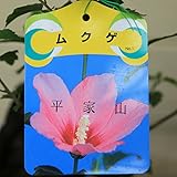 夏の空に映える豪華な花庭木苗：ムクゲ　品種お選びください！　ちょうど良い大きさ！ (平家山)