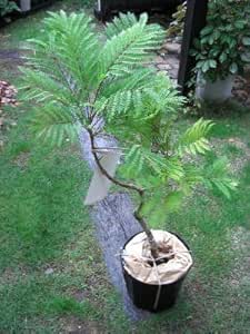 Amazon ジャカランダ ドワーフ 矮性種 世界三大花木 ８号サイズ 苗木 植木