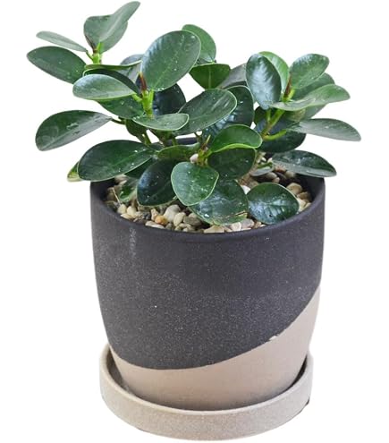 Amazon｜パンダガジュマル 斑入り 接木株｜観葉植物 オンライン通販