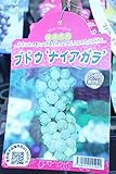 果樹苗 接木 ぶどう ナイアガラ 1年生 【送料込価格】