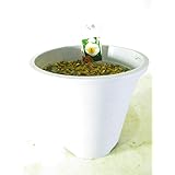 Amazon 芍薬 シャクヤク 苗木 おまかせ4種組 4号ポット 苗