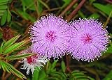 Mimosa pudica - sensitive plant - 100 seeds