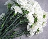 プリティマーメイド 生花 切花 切り花 カーネーションシロ ホワイトラブ Wなど5本