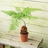 観葉植物：ゴールデンモンキー（孫悟空）／タカワラビ*Ｓサイズ【3.5号】受皿付き