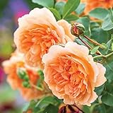 m母の日ギフト 蕾・花付きバラ苗 「イングリッシュローズ 新品種」 バラ 花鉢 (デイムジュディデンチ)