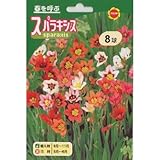 秋植え球根 美色混合スパラキシス 混合 (236769)
