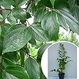 苗/苗木 【5本セット】 エノキ 樹高0.3m前後 10.5cmポット えのき 榎 苗木 苗 植木 庭木 生け垣 ka 5本 5