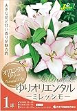 カネコ種苗 オリエンタル百合 球根 ミレッシモ 1球入