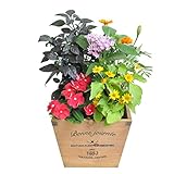 季節の寄せ植え　ウッドポット　杉ダークナチュラル（四角・中）