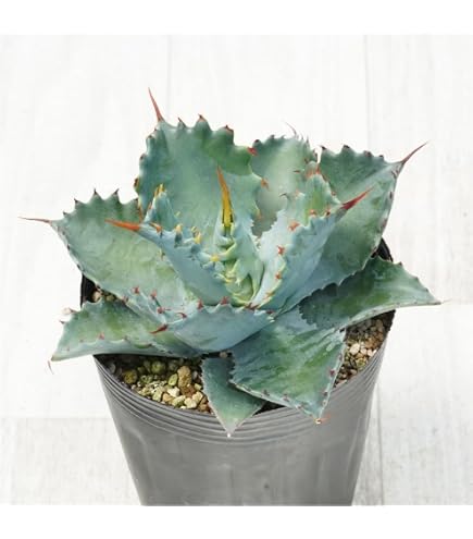 Amazon｜アガベ チタノタ白犀牛(シロサイギュウ)/Agave titanota
