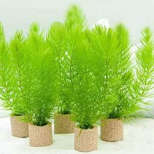 Amazon 水草 ライフマルチ 茶 マツモ ミニ 無農薬 １個 北海道航空便要保温 Charm チャーム 生体水草 通販