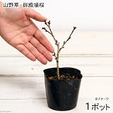 (盆栽)サクラ(桜) 御殿場桜 樹高10cm～25cm前後 3号(1ポット) 本州・四国限定[生体]