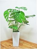 【送料無料】スクエア陶器鉢仕立てのモンステラ／85cm前後（7号陶器鉢）