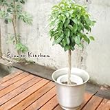 ベンジャミン Lサイズ 7号鉢I　KEAの ハッセルノート シルバー鉢カバー付き