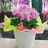 春の花 : プリムラ マラコイデス(サクラ草):ピンク 5号鉢植え かご付き