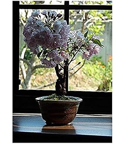 Amazon.co.jp: ルビーさんざし盆栽 サンザシ盆栽 : DIY・工具・ガーデン