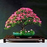 TOPmountain 美しいアカシア種子 20個 植物の花の種 盆栽の花の種 ホームガーデン