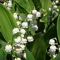 すずらんです。 How to grow Lily of the Valley - It's surprisingly easy! You