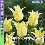 ★【オランダからの花便り】春の彩り「チューリップ ムーンライトガール」５球【球根】