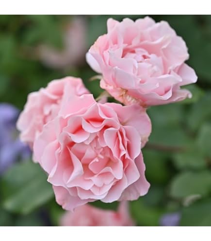 Amazon.co.jp: ［ ルクソール 6号鉢 大苗 予約 ］ 鉢植え バラ 薔薇