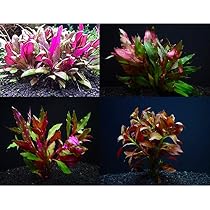 Amazon.co.jp: おまかせ赤系水草セット1 無農薬 無害虫 二酸化炭素なし 